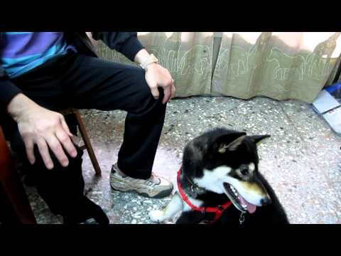 EAGLE新把戲3. 抓耳朵+耳朵抖抖(原發表者:Eagle姊)(影片)