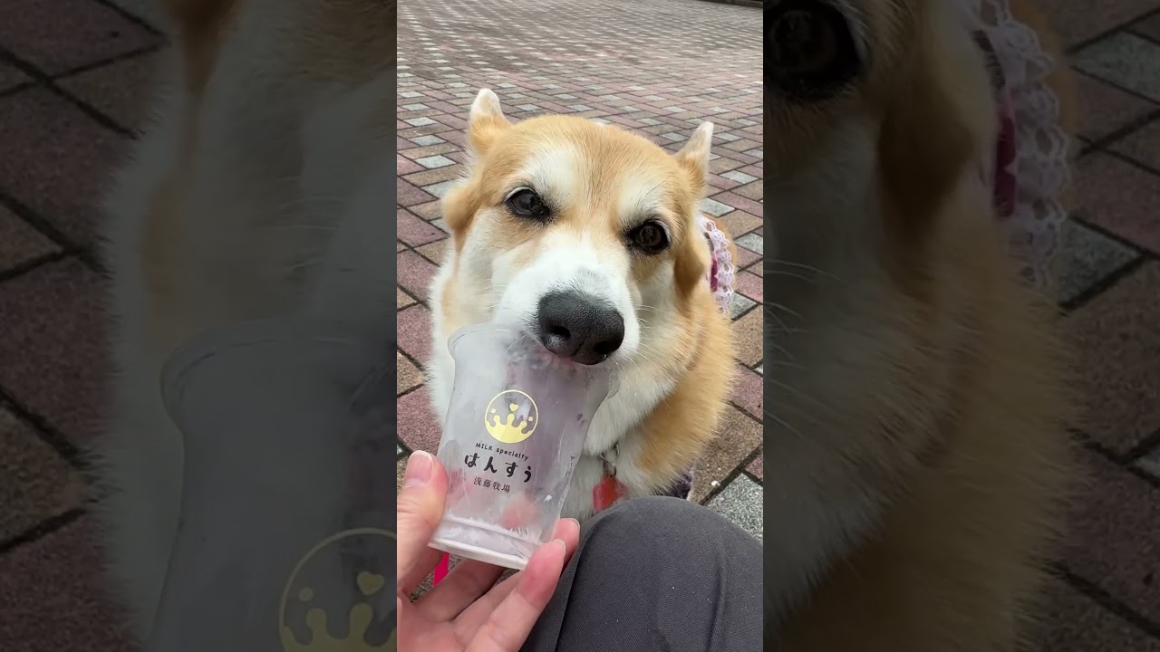 2025.11.01　空きプラ容器は歯茎を見せて掃除するコーギー陽菜ちゃん（Hina-chan）