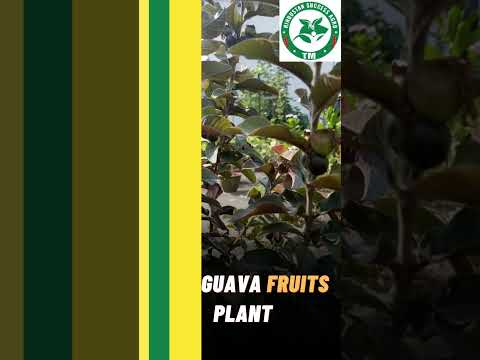 Red Guava Plants