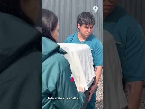 Dan de alta a ocho animales exóticos rescatados en Coronel