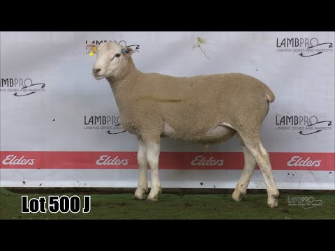 Lot 500J