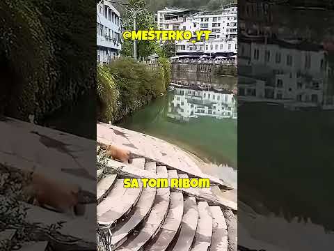 PAS JE UZIMAO RIBU, ALI ONDA! #mesterko #recomended #viral #fyp