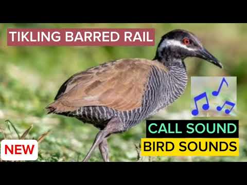 Ibong Tikling Na Barred Rail |Huni At Totoong Tunog|Legit Real Call Sound|Barred Rail Bird Sounds