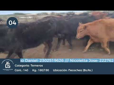 Lote Machos - Necochea Bs As