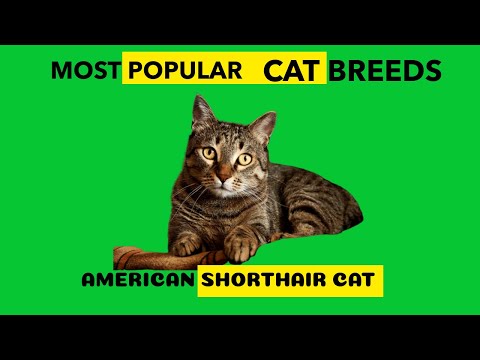 AMERICAN SHORTHAIR CAT Most Popular Cat Breed