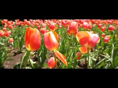 RASE NS Y JULATAS - LÁGRIMAS DEL SAXO