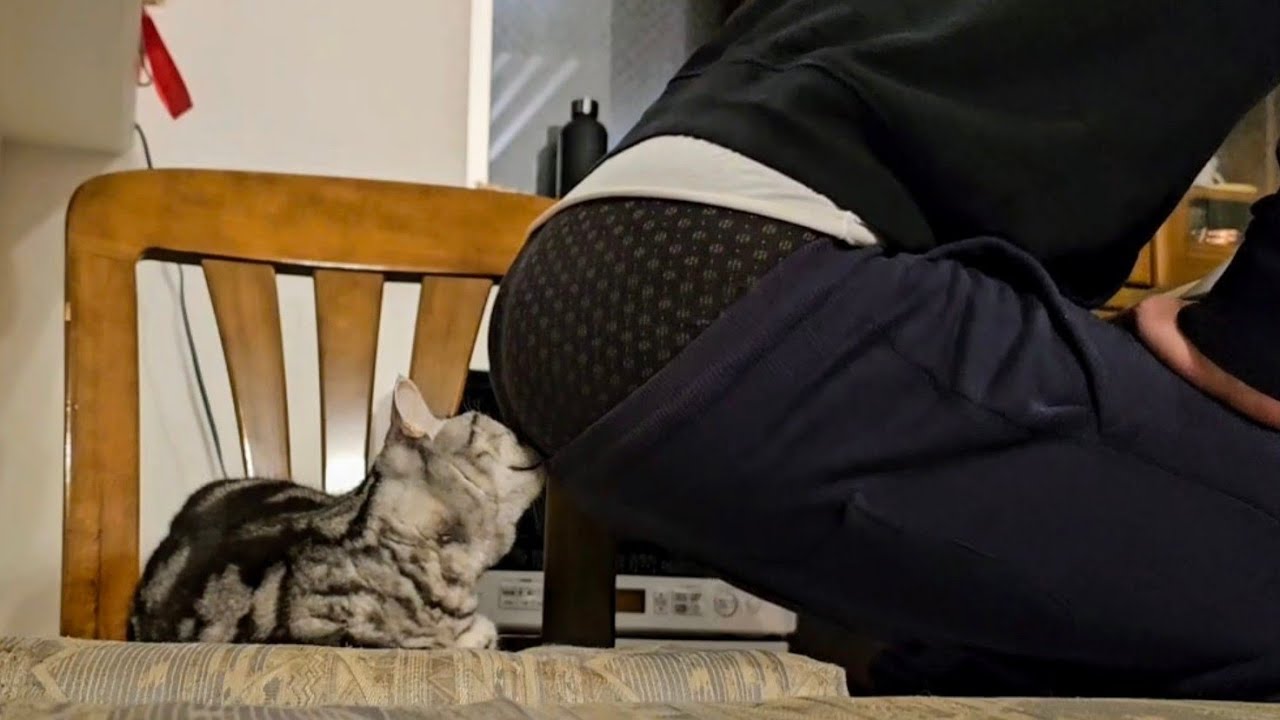 USA vs dominican(Good!)(о´∀`о)