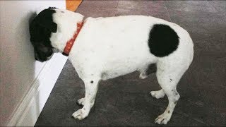 If Your Dog Or Cat Ever Holds Their Head Against The Wall Take Them To The Vet Immediately