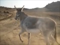 Little Donkey