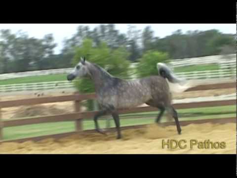 HDC PATHOS (Laheeb x Pustynna)