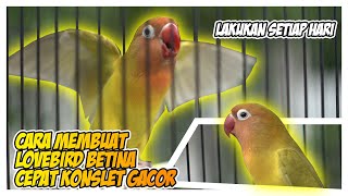 Download lagu Cara membuat lovebird betina cepat konslet gacor mp3