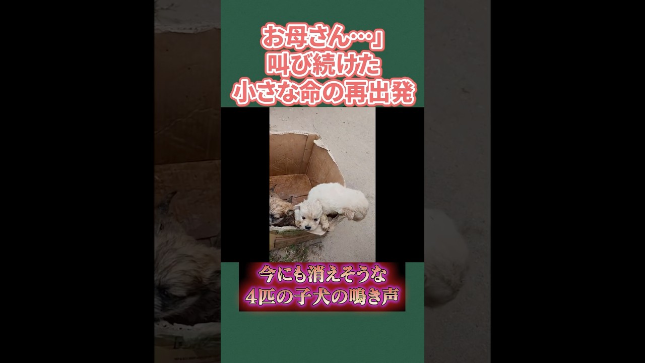 「お母さん…」叫び続けた小さな命の再出発