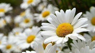 Joan Baez - Wildwood Flower (Lyrics)  [HD]