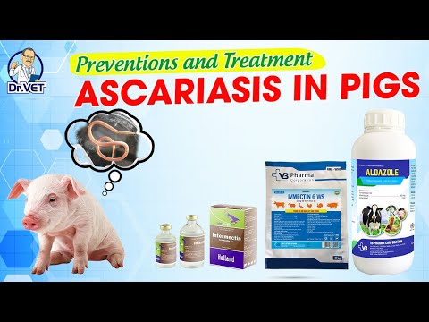 , title : 'Ascariasis in pigs, prevention and treatment with Invermectin | Dr.Vet'