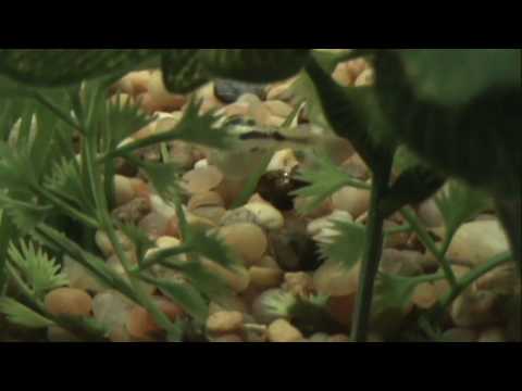 Pea Dwarf Puffer Movie in HD, Hunting and Feeding, Carinotetraodon travancoricus