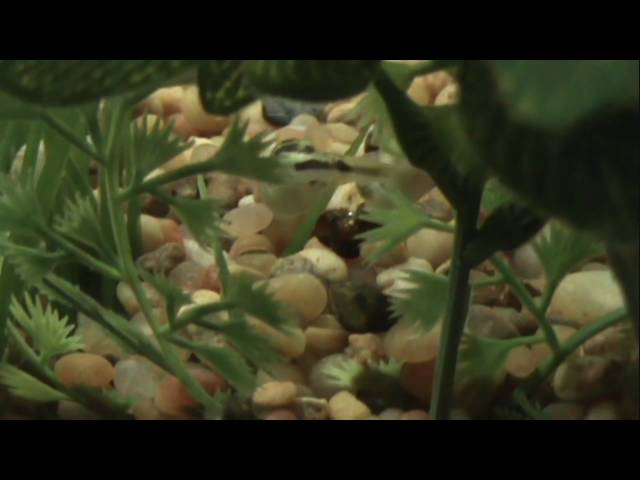 Pea Dwarf Puffer Movie in HD, Hunting and Feeding, Carinotetraodon travancoricus