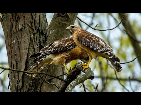 Red Tail Hawks nest in the back yard