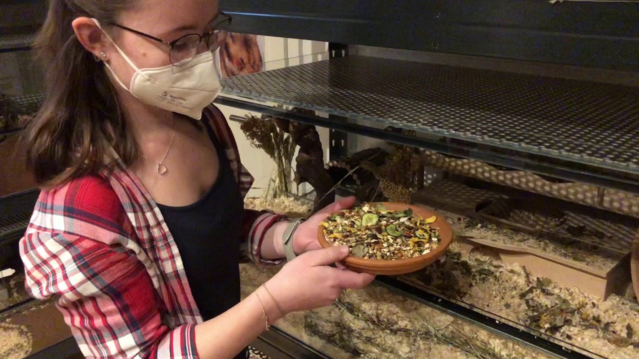 19-Jährige züchtet Goldhamster