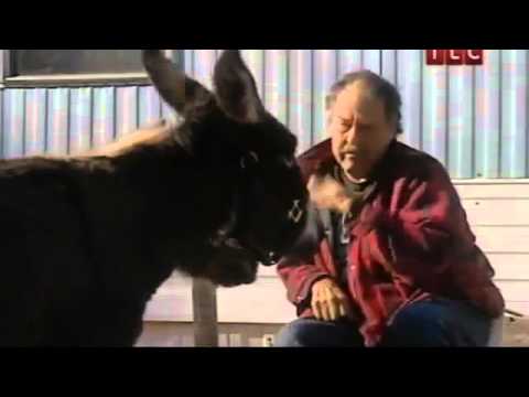Yandex video arama
