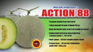 Download lagu BISI Sahabat Petani - Melon Tahan Virus ACTION 88 Semi Telasah mp3