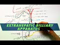 Extrahepatic Biliary Apparatus | Cystohepatic Triangle - Anatomy Tutorial