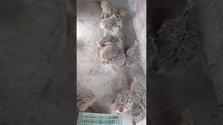 preview picture of video 'Ostriches 1th Farming Hafizabad'