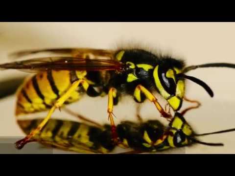 Træt af problemer med hvepse?