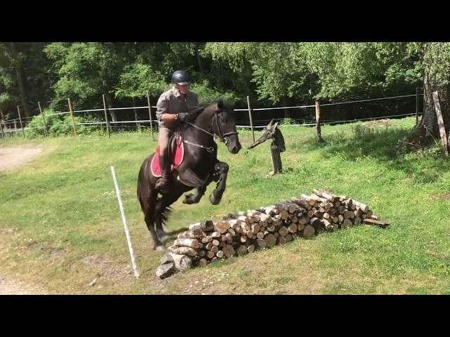 Hongre M&eacute;rens dress&eacute; sous la selle