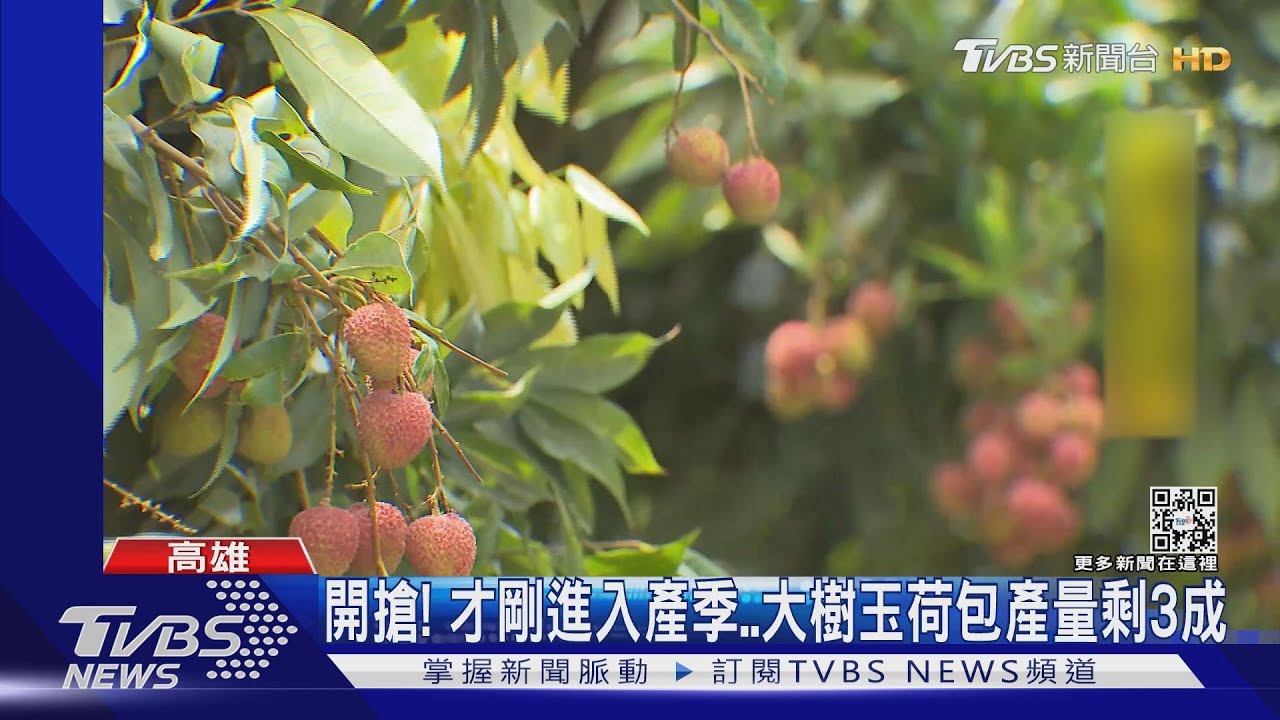 夏季水果貴！大樹玉荷包每斤150元起　玉井芒果減產三成