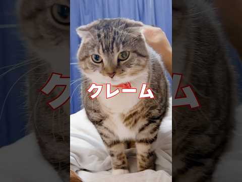 園芸 猫の世話をする