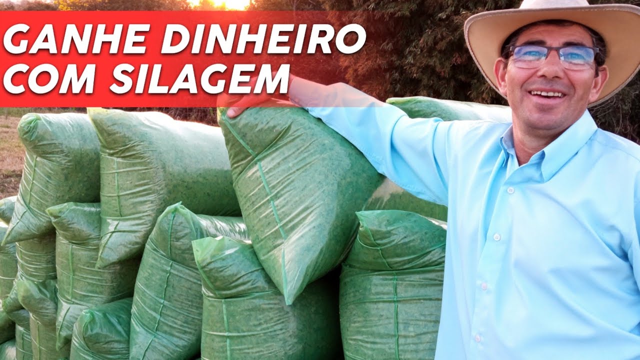 Como ganhar DINHEIRO com SILAGEM do BRS CAPIAÇU (na pequena propriedade)!!!