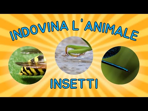 🐞 Insetti - Indovina l'Animale dal Particolare - Quiz 🐝