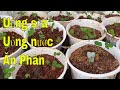 Tại sao khi trồng cây người ta phải xới đất