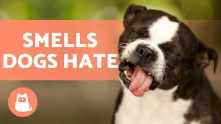 8 SMELLS DOGS HATE 🐶❌ (Some You May Not Know!)