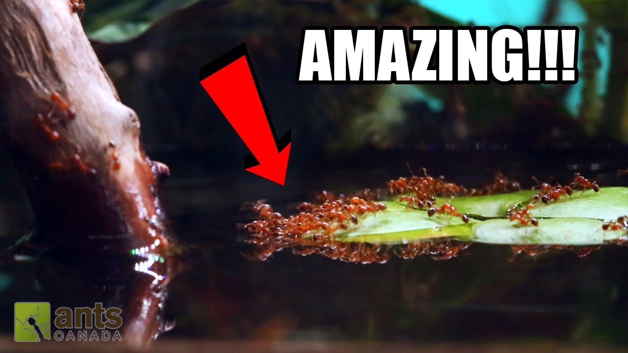 FIRE ANTS vs. WATER!