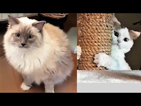 I Thought Ragdoll Cats Were Not Easily Scared (Funny Video with Bowie The Ragdoll Cat & Bella)