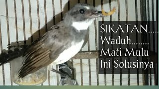 Download lagu How to care for Javanese Flycatchers/Fan Flycatchers mp3
