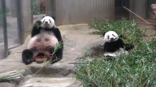 パンダ入場