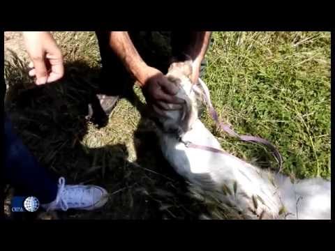 Dolore nella parte bassa delle cause bassa della schiena Lesioni al collo dolorante
