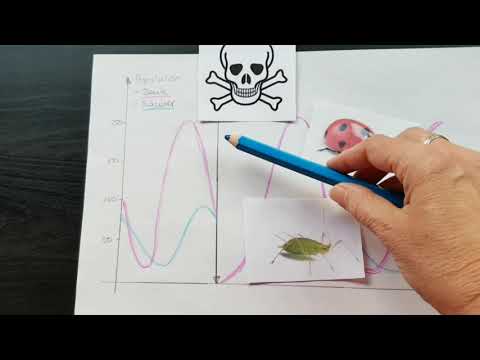 Räuber-Beute-Beziehungen nach Lotka und Volterra