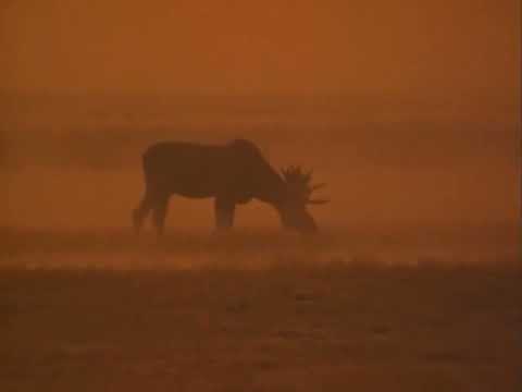 The Fade Beta - demo 3.47