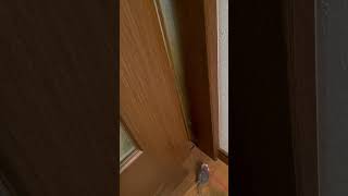 ネズミハント9 #ねこ動画 #ねこのいる暮らし #ねこのいる日常