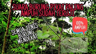 Download lagu Suara burung pikat ampuh semua jenis burung mendekat sudah teruji mp3
