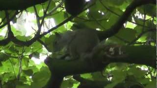 Mortician - Brutalized (official video)