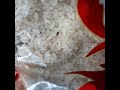 Tat pirinç böcek dolu Video ile Şikayet | Video ile İfşa Et Tat pirinç böcek dolu Video ile Şikayet | Video ile İfşa Et