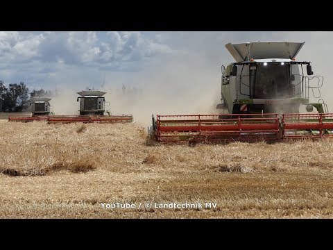 Claas-Fendt / Getreideernte - Grain Harvest  2019