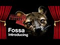 Bronx Zoo Fossa