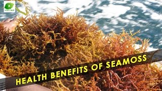Health Benefits Of Sea-moss | Best Health Tips | Educational Videos