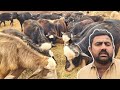 How To Start Katta Farming Katta Farming In Pakistan Katti Farming Farming Idea Farming Tips