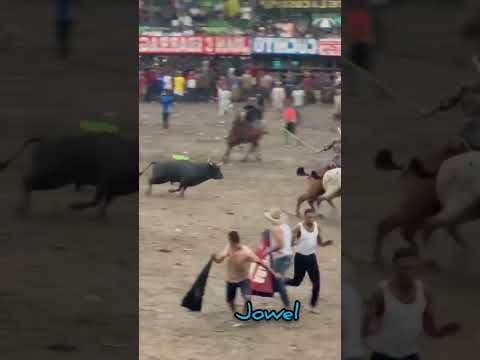 este toro se las Lucio en arenal bolivar mira lo que pasó